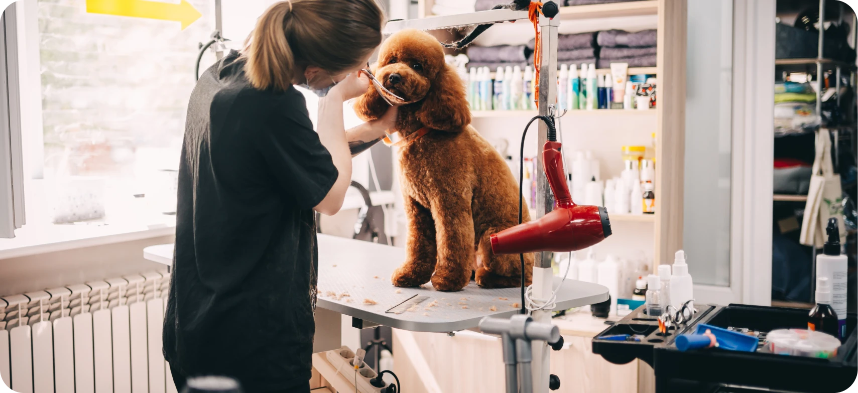 Dog groomer carefully shaping a dog's face in a grooming salon. The best dog groomers take their time with your pets.